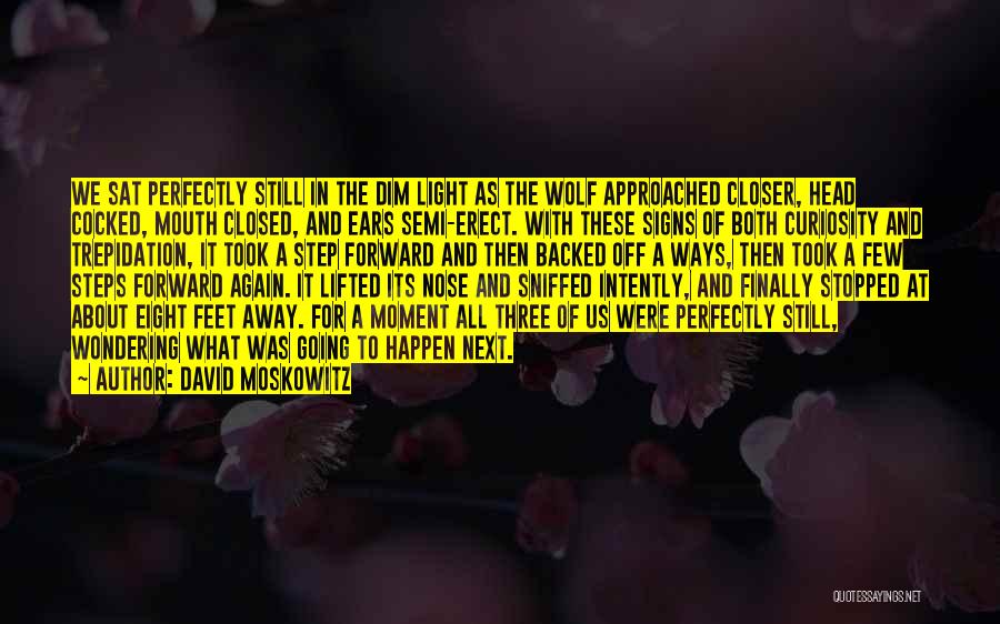 David Moskowitz Quotes: We Sat Perfectly Still In The Dim Light As The Wolf Approached Closer, Head Cocked, Mouth Closed, And Ears Semi-erect.