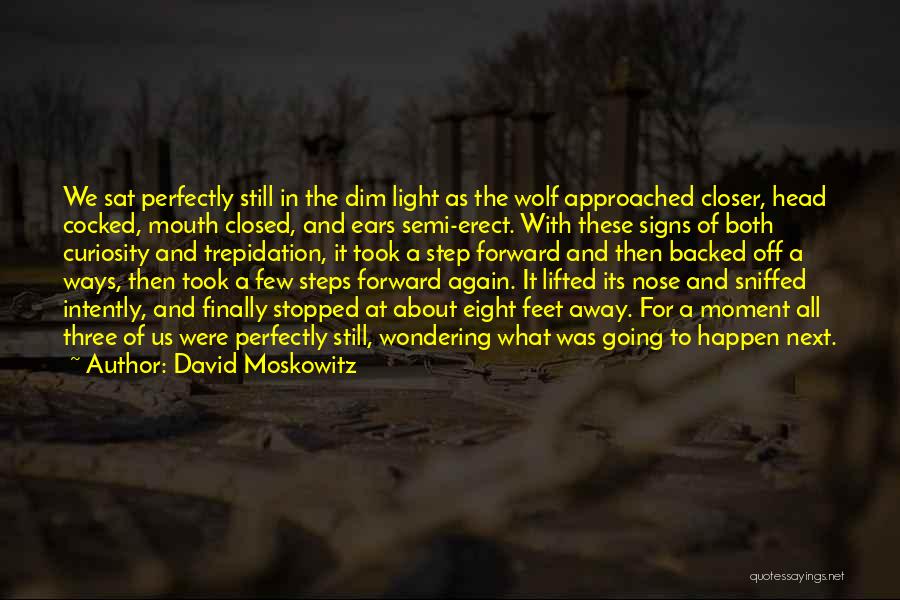 David Moskowitz Quotes: We Sat Perfectly Still In The Dim Light As The Wolf Approached Closer, Head Cocked, Mouth Closed, And Ears Semi-erect.