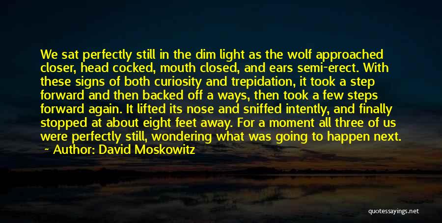 David Moskowitz Quotes: We Sat Perfectly Still In The Dim Light As The Wolf Approached Closer, Head Cocked, Mouth Closed, And Ears Semi-erect.