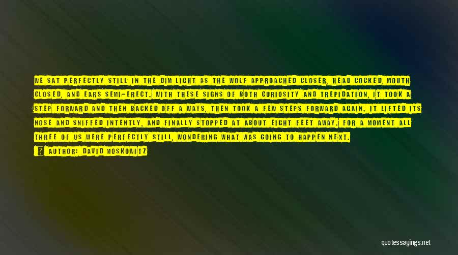 David Moskowitz Quotes: We Sat Perfectly Still In The Dim Light As The Wolf Approached Closer, Head Cocked, Mouth Closed, And Ears Semi-erect.