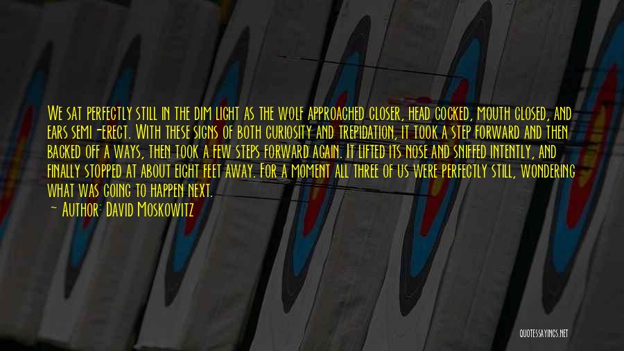 David Moskowitz Quotes: We Sat Perfectly Still In The Dim Light As The Wolf Approached Closer, Head Cocked, Mouth Closed, And Ears Semi-erect.