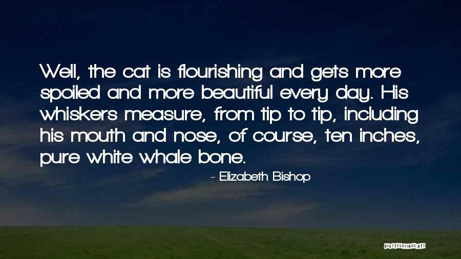 3 Inches Quotes By Elizabeth Bishop