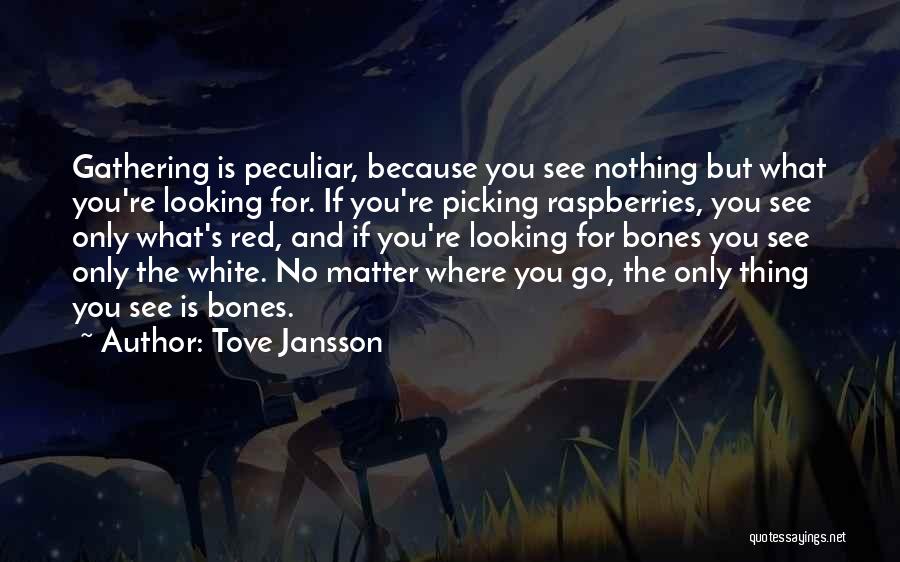 Tove Jansson Quotes: Gathering Is Peculiar, Because You See Nothing But What You're Looking For. If You're Picking Raspberries, You See Only What's