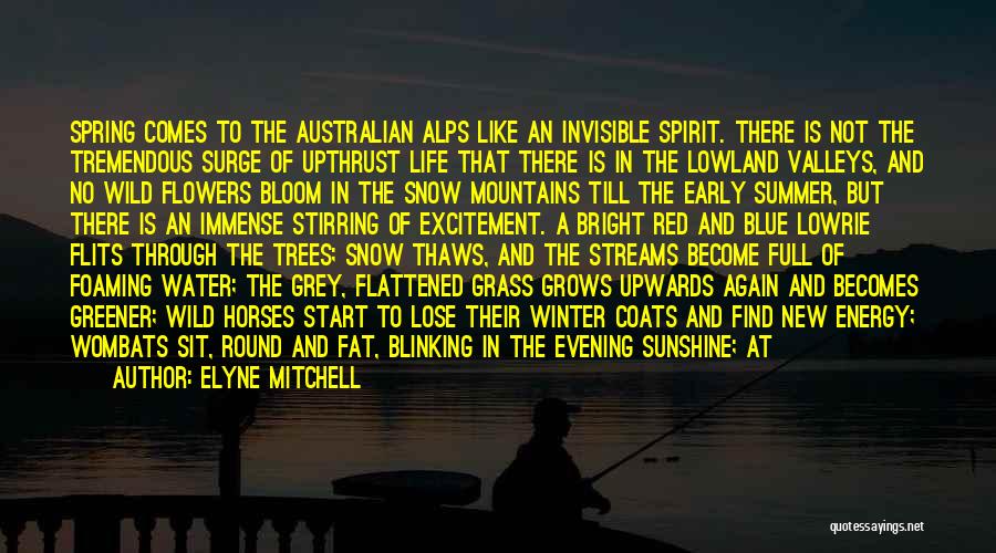 Elyne Mitchell Quotes: Spring Comes To The Australian Alps Like An Invisible Spirit. There Is Not The Tremendous Surge Of Upthrust Life That