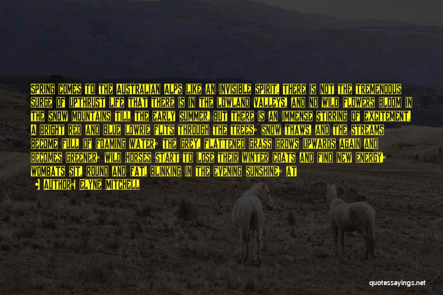 Elyne Mitchell Quotes: Spring Comes To The Australian Alps Like An Invisible Spirit. There Is Not The Tremendous Surge Of Upthrust Life That