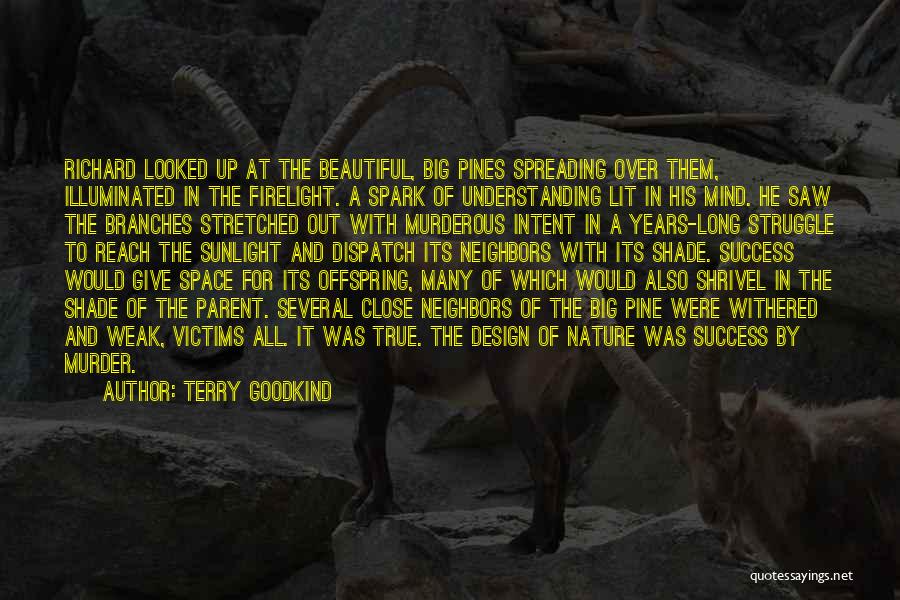 Terry Goodkind Quotes: Richard Looked Up At The Beautiful, Big Pines Spreading Over Them, Illuminated In The Firelight. A Spark Of Understanding Lit