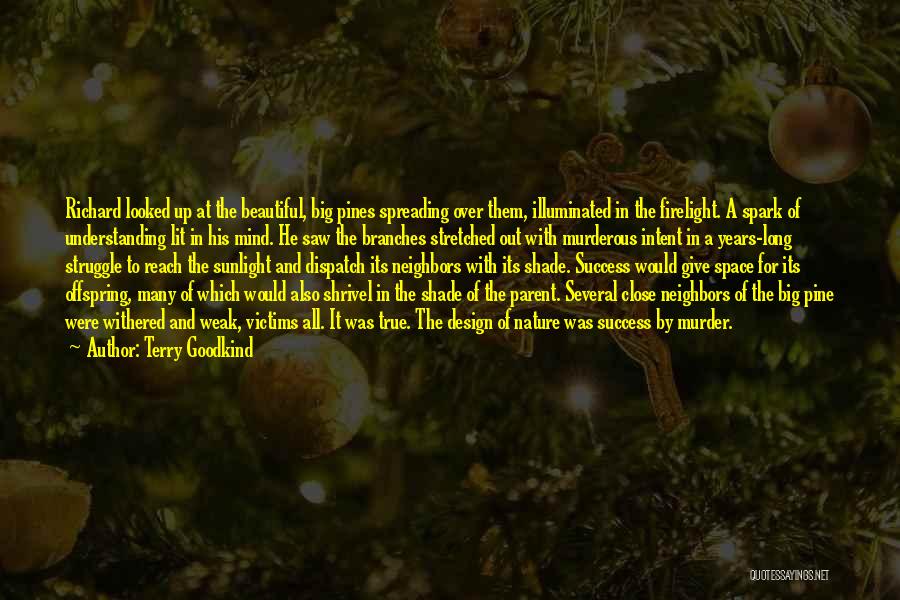 Terry Goodkind Quotes: Richard Looked Up At The Beautiful, Big Pines Spreading Over Them, Illuminated In The Firelight. A Spark Of Understanding Lit