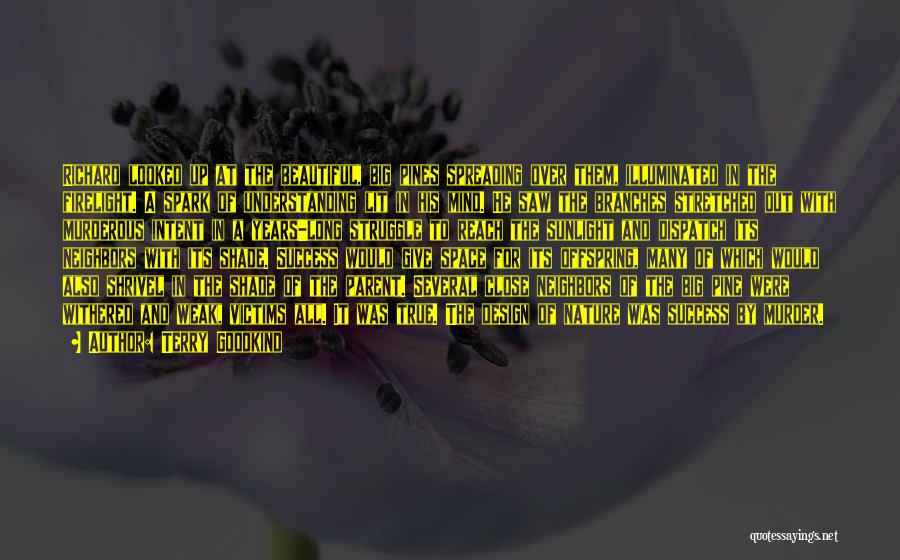 Terry Goodkind Quotes: Richard Looked Up At The Beautiful, Big Pines Spreading Over Them, Illuminated In The Firelight. A Spark Of Understanding Lit