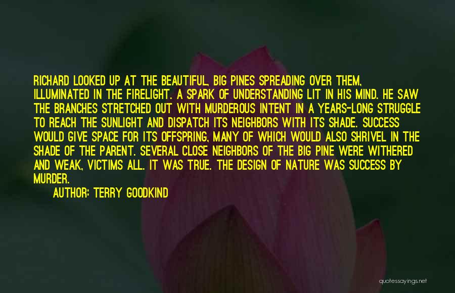 Terry Goodkind Quotes: Richard Looked Up At The Beautiful, Big Pines Spreading Over Them, Illuminated In The Firelight. A Spark Of Understanding Lit