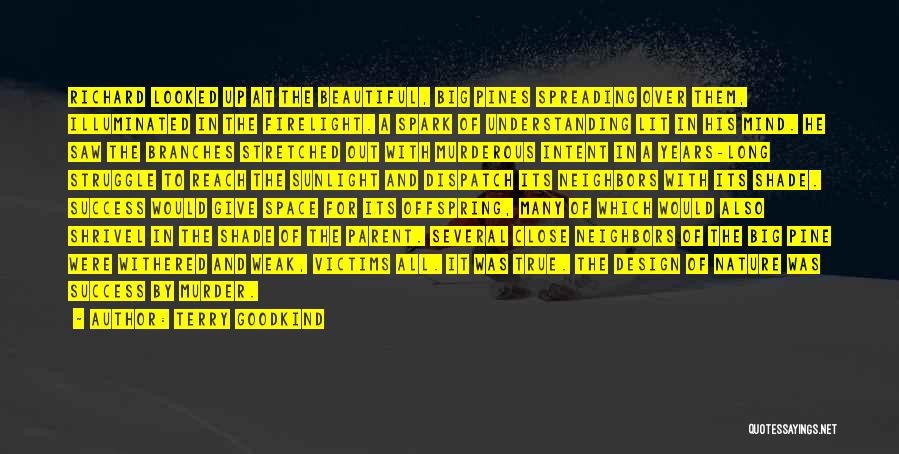 Terry Goodkind Quotes: Richard Looked Up At The Beautiful, Big Pines Spreading Over Them, Illuminated In The Firelight. A Spark Of Understanding Lit