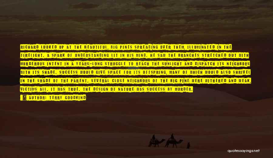 Terry Goodkind Quotes: Richard Looked Up At The Beautiful, Big Pines Spreading Over Them, Illuminated In The Firelight. A Spark Of Understanding Lit