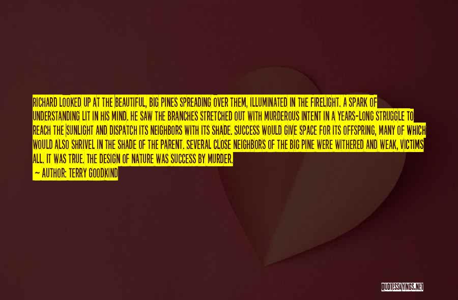 Terry Goodkind Quotes: Richard Looked Up At The Beautiful, Big Pines Spreading Over Them, Illuminated In The Firelight. A Spark Of Understanding Lit