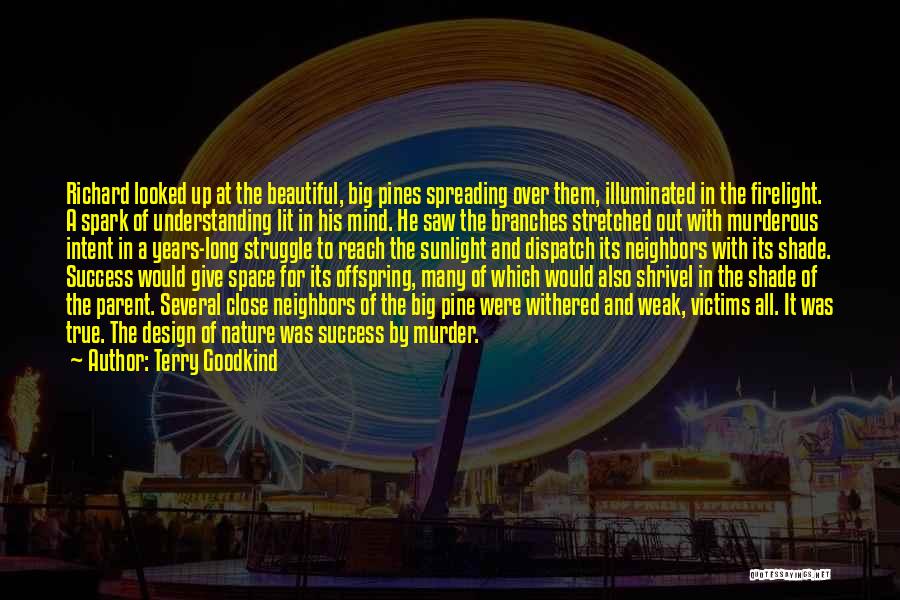 Terry Goodkind Quotes: Richard Looked Up At The Beautiful, Big Pines Spreading Over Them, Illuminated In The Firelight. A Spark Of Understanding Lit