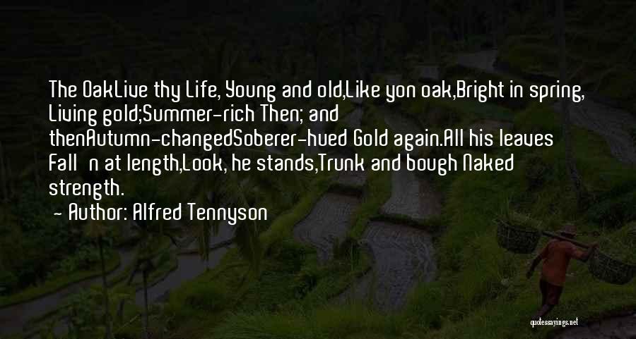 Alfred Tennyson Quotes: The Oaklive Thy Life, Young And Old,like Yon Oak,bright In Spring, Living Gold;summer-rich Then; And Thenautumn-changedsoberer-hued Gold Again.all His Leaves