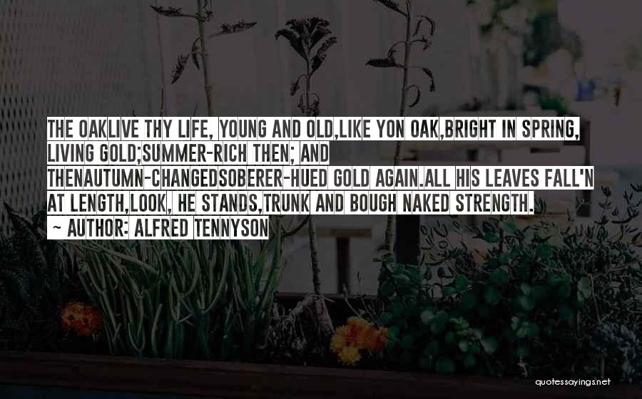 Alfred Tennyson Quotes: The Oaklive Thy Life, Young And Old,like Yon Oak,bright In Spring, Living Gold;summer-rich Then; And Thenautumn-changedsoberer-hued Gold Again.all His Leaves