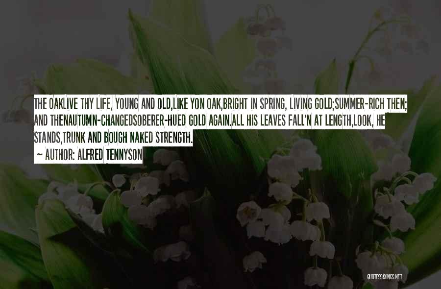 Alfred Tennyson Quotes: The Oaklive Thy Life, Young And Old,like Yon Oak,bright In Spring, Living Gold;summer-rich Then; And Thenautumn-changedsoberer-hued Gold Again.all His Leaves