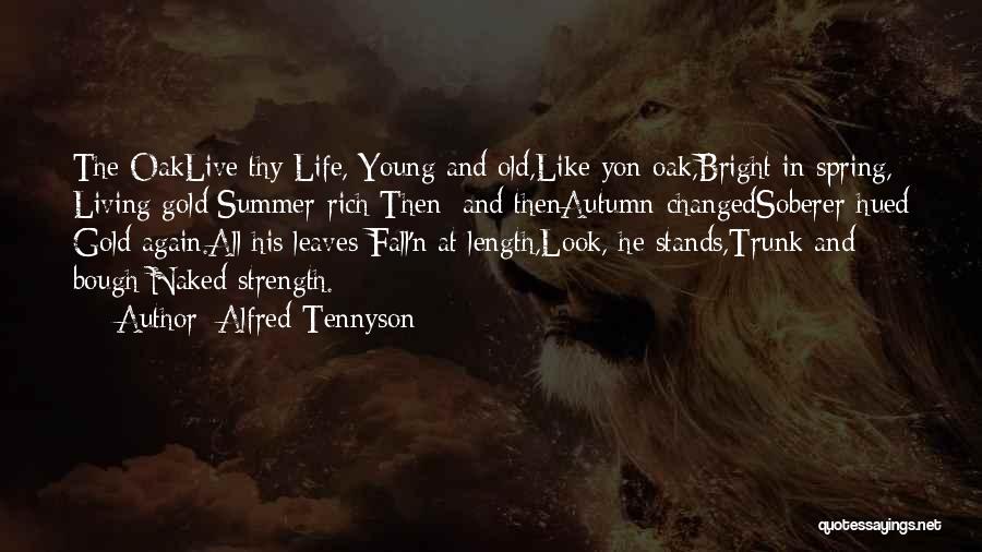 Alfred Tennyson Quotes: The Oaklive Thy Life, Young And Old,like Yon Oak,bright In Spring, Living Gold;summer-rich Then; And Thenautumn-changedsoberer-hued Gold Again.all His Leaves