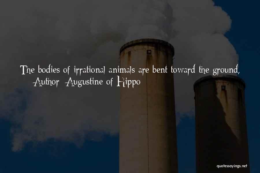 Augustine Of Hippo Quotes: The Bodies Of Irrational Animals Are Bent Toward The Ground, Whereas Man Was Made To Walk Erect With His Eyes