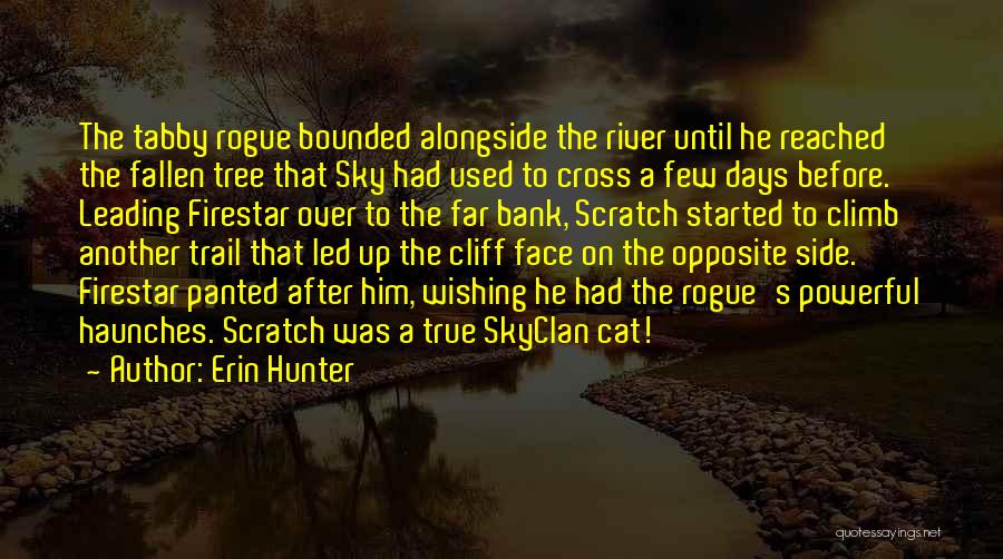 Erin Hunter Quotes: The Tabby Rogue Bounded Alongside The River Until He Reached The Fallen Tree That Sky Had Used To Cross A