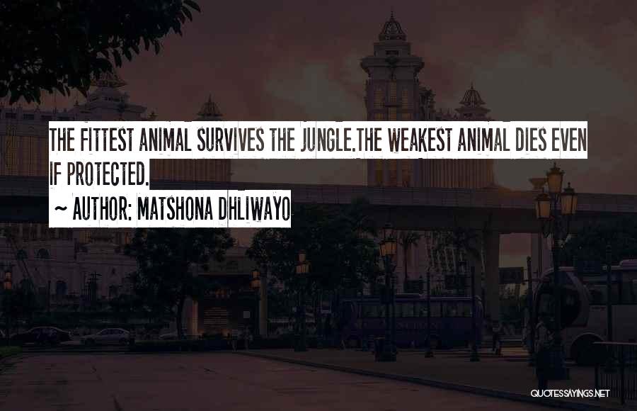 Matshona Dhliwayo Quotes: The Fittest Animal Survives The Jungle.the Weakest Animal Dies Even If Protected.