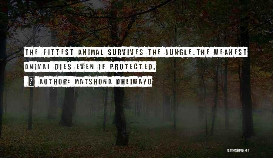Matshona Dhliwayo Quotes: The Fittest Animal Survives The Jungle.the Weakest Animal Dies Even If Protected.
