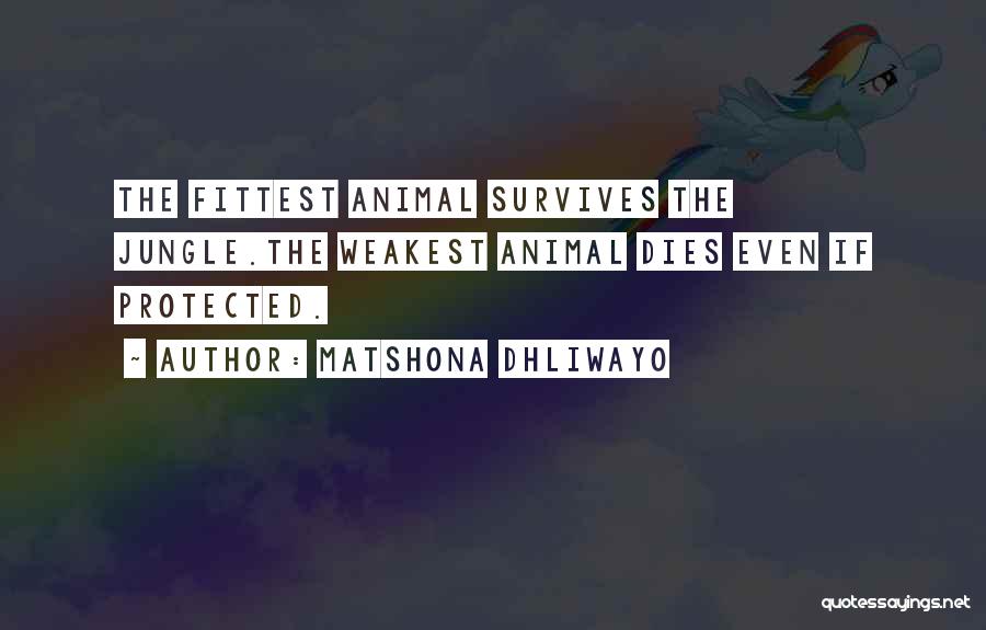 Matshona Dhliwayo Quotes: The Fittest Animal Survives The Jungle.the Weakest Animal Dies Even If Protected.