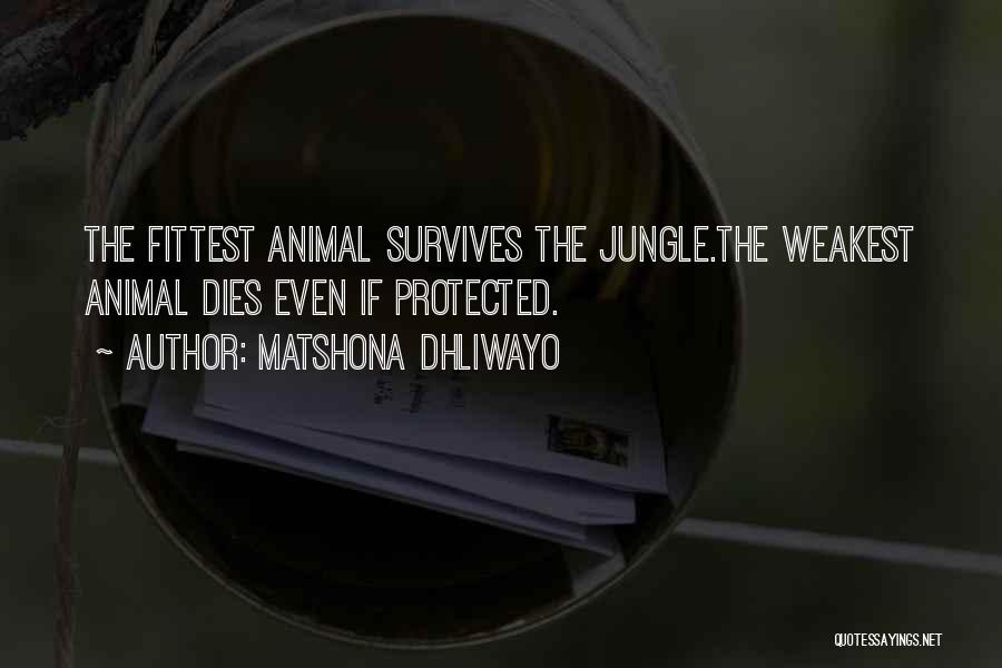 Matshona Dhliwayo Quotes: The Fittest Animal Survives The Jungle.the Weakest Animal Dies Even If Protected.