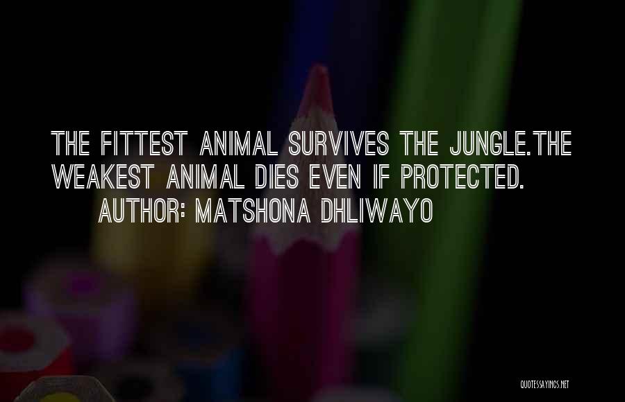 Matshona Dhliwayo Quotes: The Fittest Animal Survives The Jungle.the Weakest Animal Dies Even If Protected.