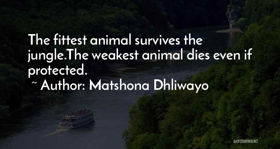 Matshona Dhliwayo Quotes: The Fittest Animal Survives The Jungle.the Weakest Animal Dies Even If Protected.