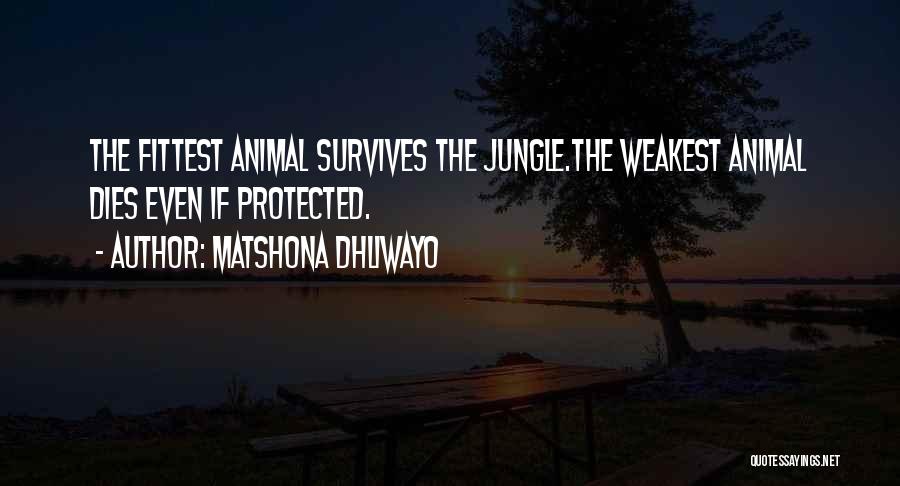 Matshona Dhliwayo Quotes: The Fittest Animal Survives The Jungle.the Weakest Animal Dies Even If Protected.