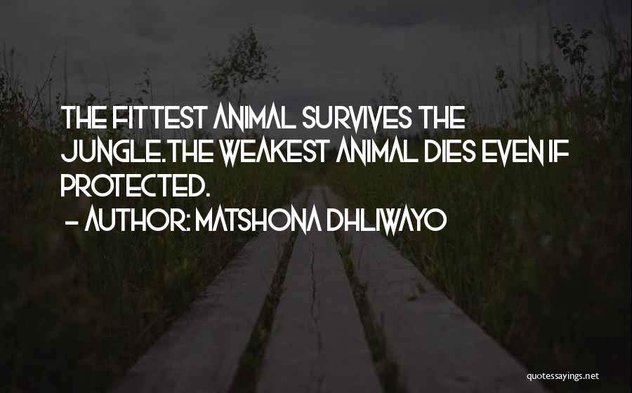 Matshona Dhliwayo Quotes: The Fittest Animal Survives The Jungle.the Weakest Animal Dies Even If Protected.