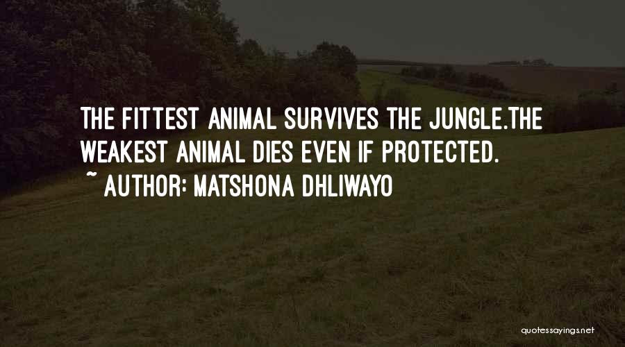 Matshona Dhliwayo Quotes: The Fittest Animal Survives The Jungle.the Weakest Animal Dies Even If Protected.