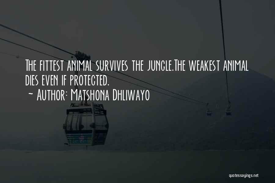 Matshona Dhliwayo Quotes: The Fittest Animal Survives The Jungle.the Weakest Animal Dies Even If Protected.