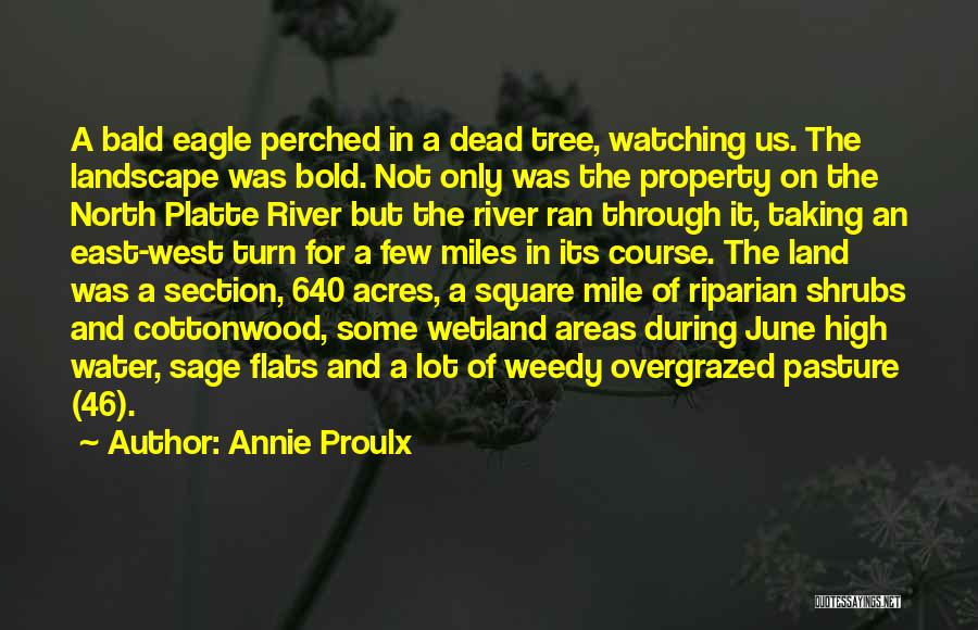 Annie Proulx Quotes: A Bald Eagle Perched In A Dead Tree, Watching Us. The Landscape Was Bold. Not Only Was The Property On