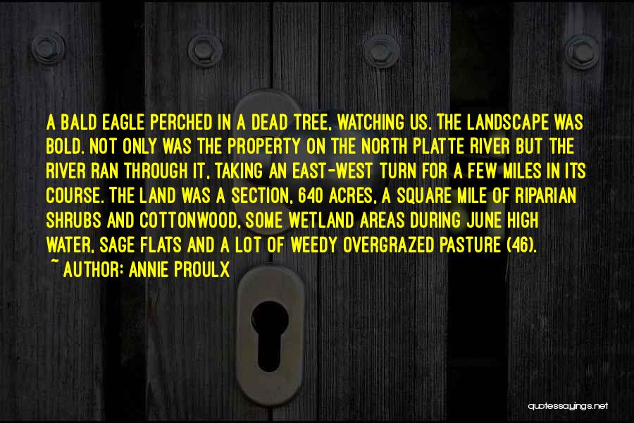 Annie Proulx Quotes: A Bald Eagle Perched In A Dead Tree, Watching Us. The Landscape Was Bold. Not Only Was The Property On