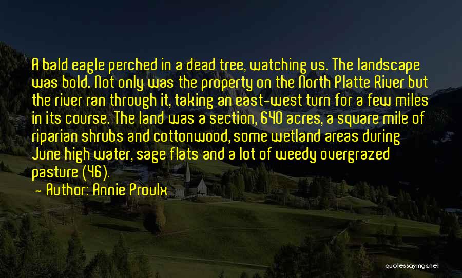 Annie Proulx Quotes: A Bald Eagle Perched In A Dead Tree, Watching Us. The Landscape Was Bold. Not Only Was The Property On