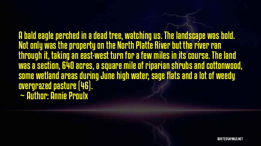 Annie Proulx Quotes: A Bald Eagle Perched In A Dead Tree, Watching Us. The Landscape Was Bold. Not Only Was The Property On