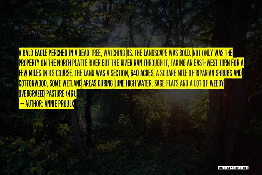 Annie Proulx Quotes: A Bald Eagle Perched In A Dead Tree, Watching Us. The Landscape Was Bold. Not Only Was The Property On