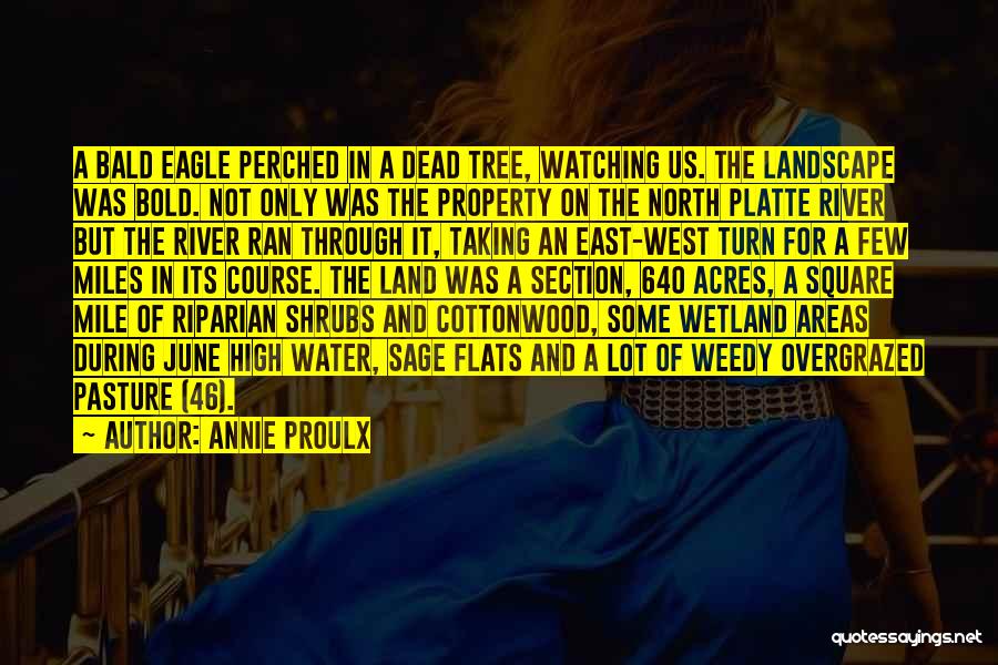 Annie Proulx Quotes: A Bald Eagle Perched In A Dead Tree, Watching Us. The Landscape Was Bold. Not Only Was The Property On