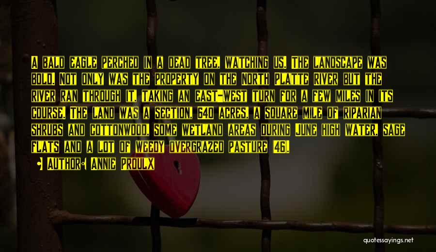 Annie Proulx Quotes: A Bald Eagle Perched In A Dead Tree, Watching Us. The Landscape Was Bold. Not Only Was The Property On