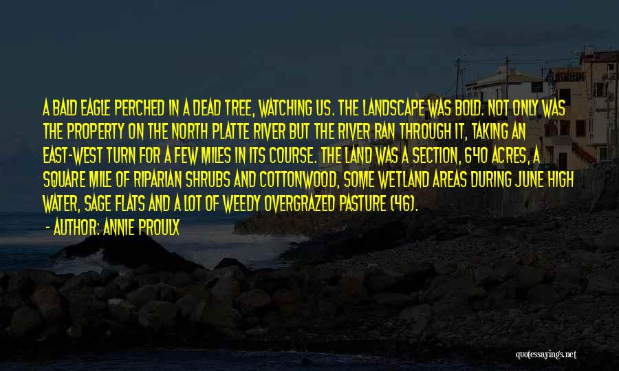 Annie Proulx Quotes: A Bald Eagle Perched In A Dead Tree, Watching Us. The Landscape Was Bold. Not Only Was The Property On