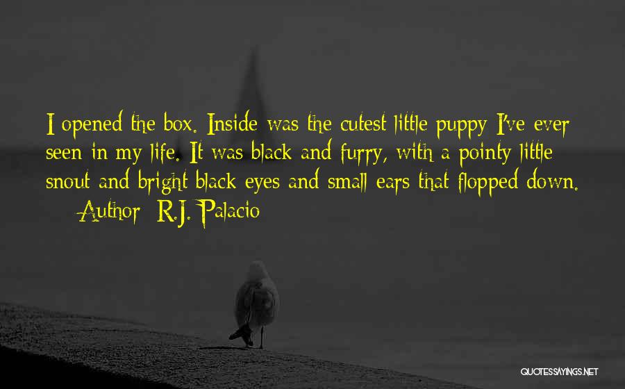 R.J. Palacio Quotes: I Opened The Box. Inside Was The Cutest Little Puppy I've Ever Seen In My Life. It Was Black And