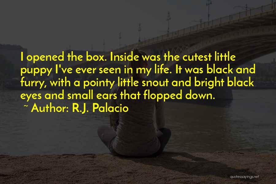 R.J. Palacio Quotes: I Opened The Box. Inside Was The Cutest Little Puppy I've Ever Seen In My Life. It Was Black And