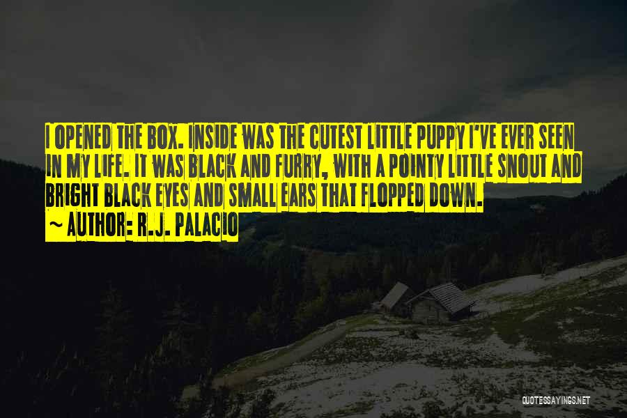 R.J. Palacio Quotes: I Opened The Box. Inside Was The Cutest Little Puppy I've Ever Seen In My Life. It Was Black And