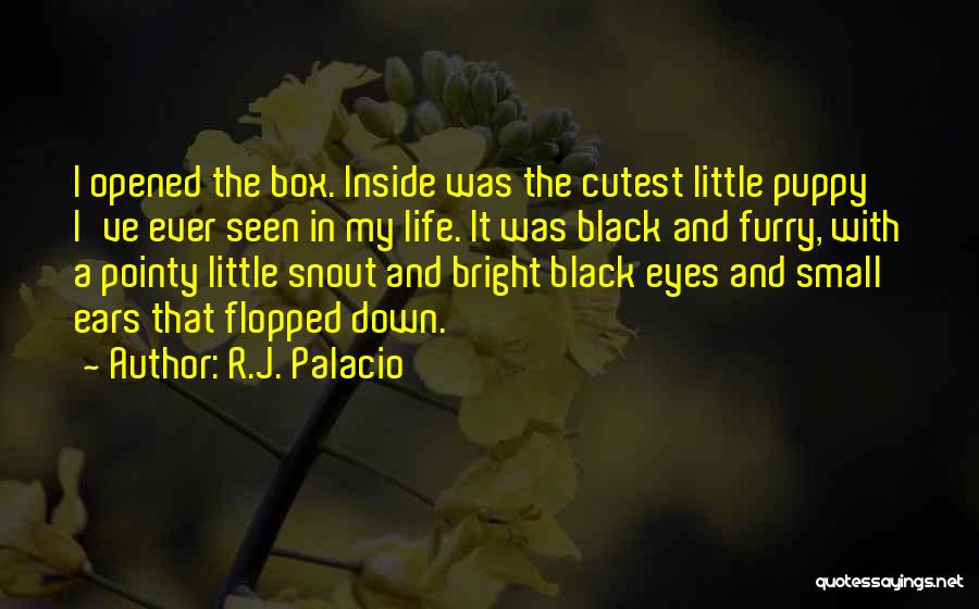 R.J. Palacio Quotes: I Opened The Box. Inside Was The Cutest Little Puppy I've Ever Seen In My Life. It Was Black And