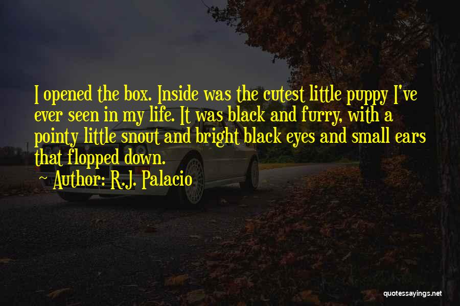 R.J. Palacio Quotes: I Opened The Box. Inside Was The Cutest Little Puppy I've Ever Seen In My Life. It Was Black And