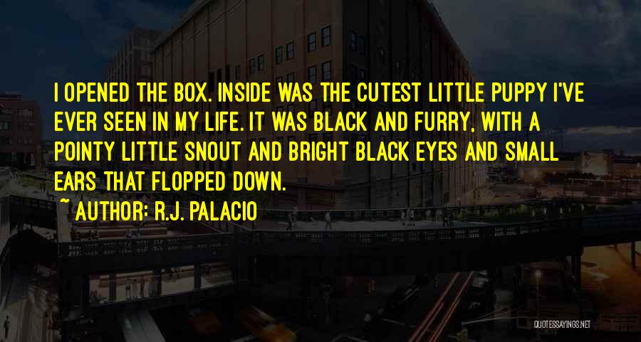 R.J. Palacio Quotes: I Opened The Box. Inside Was The Cutest Little Puppy I've Ever Seen In My Life. It Was Black And