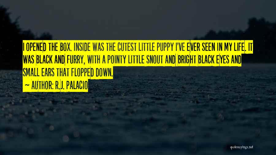 R.J. Palacio Quotes: I Opened The Box. Inside Was The Cutest Little Puppy I've Ever Seen In My Life. It Was Black And