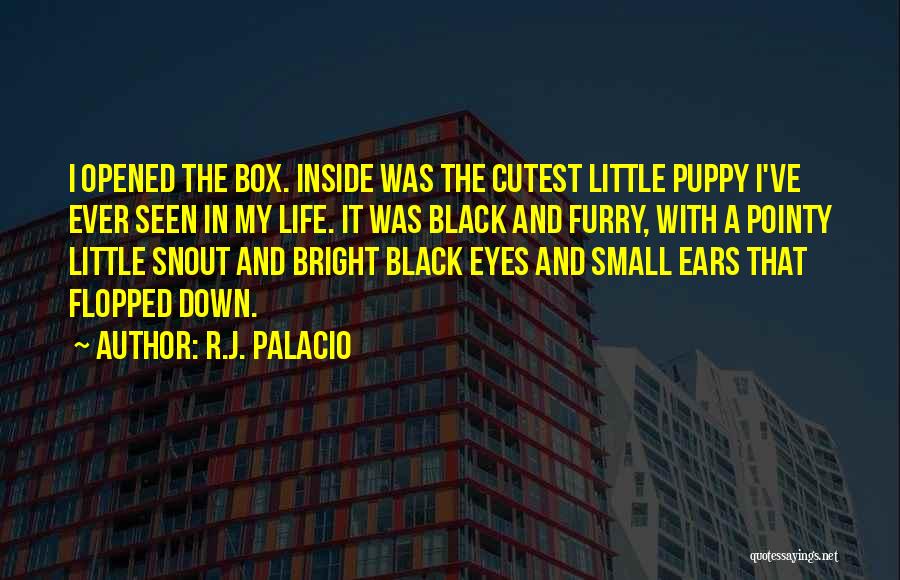 R.J. Palacio Quotes: I Opened The Box. Inside Was The Cutest Little Puppy I've Ever Seen In My Life. It Was Black And