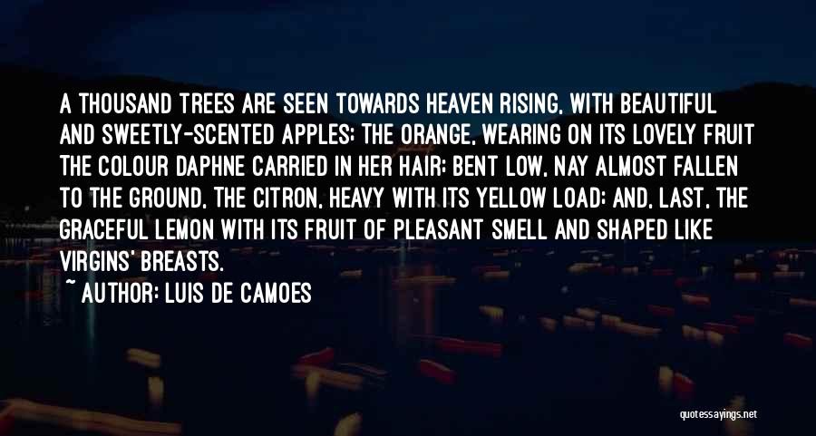 Luis De Camoes Quotes: A Thousand Trees Are Seen Towards Heaven Rising, With Beautiful And Sweetly-scented Apples; The Orange, Wearing On Its Lovely Fruit